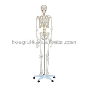Anatomia médica Esqueleto de tamanho mini esqueleto (85CM)